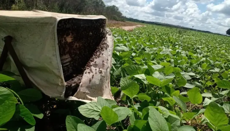 Estado publica lei de incentivo à apicultura para promover desenvolvimento sustentável e proteção ambiental