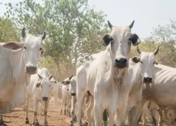 Adapec encerra campanha de informações pecuárias na Ilha do Bananal