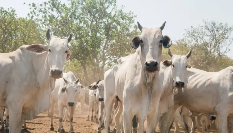 Adapec encerra campanha de informações pecuárias na Ilha do Bananal