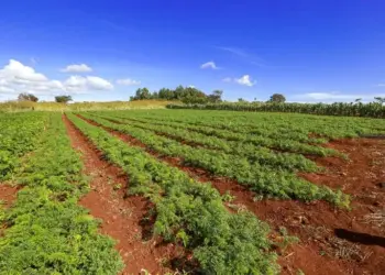 Governo destina 2,3 milhões de hectares de terras públicas federais a indígenas e reforma agrária