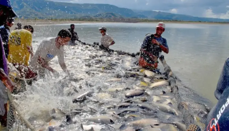 Tocantins aposta no aumento do consumo de pescado