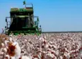 Algodão: área pode chegar a 2 milhões de hectares