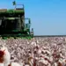 Algodão: área pode chegar a 2 milhões de hectares