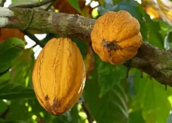 Cultura do cacau cresce no Tocantins