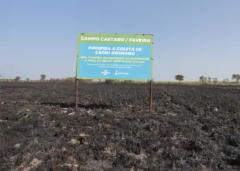 Campos de capim dourado ganham fiscalização para inibir queimadas