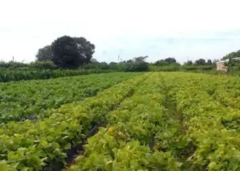 Estado cria comitê para acompanhar os R$ 500 milhões do Plano Safra para o Tocantins