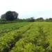 Estado cria comitê para acompanhar os R$ 500 milhões do Plano Safra para o Tocantins