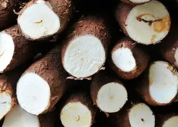 Mandioca se consolida como alternativa econômica no Tocantins