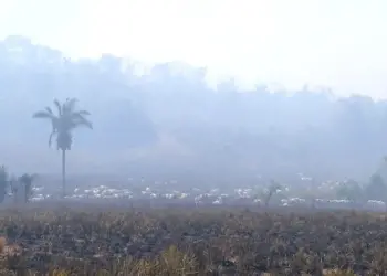 Gado fica desnorteado e ‘andando nas cinzas’ após incêndio devastar zona rural de cidade no Tocantins