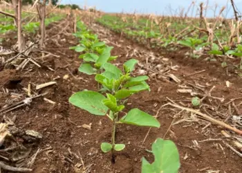 Estado vizinho do Tocantins será palco da Abertura Nacional do Plantio da Soja  