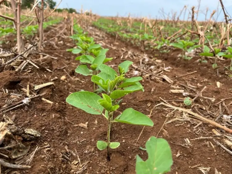 Estado vizinho do Tocantins será palco da Abertura Nacional do Plantio da Soja