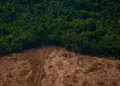 MapBiomas afirma que Brasil já perdeu mais de 30% da suas áreas naturais