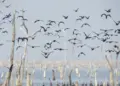 Adapec realiza mapeamento de aves migratórias na Ilha do Bananal para prevenção à Influenza aviária