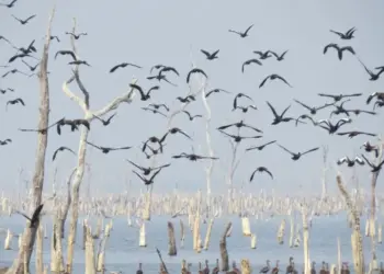 Adapec realiza mapeamento de aves migratórias na Ilha do Bananal para prevenção à Influenza aviária