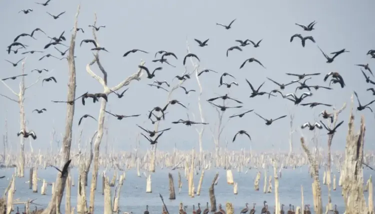 Adapec realiza mapeamento de aves migratórias na Ilha do Bananal para prevenção à Influenza aviária