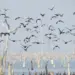 Adapec realiza mapeamento de aves migratórias na Ilha do Bananal para prevenção à Influenza aviária