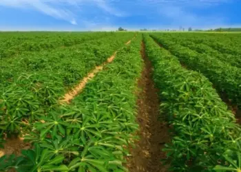 Tocantins em parceria com a Suzano implanta projeto Pão da Terra no Bico do Papagaio