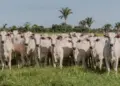 Estado lança 2ª etapa da campanha de declaração obrigatória de animais a partir do dia 1º de novembro