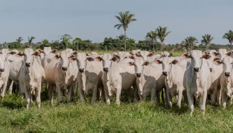 Estado lança 2ª etapa da campanha de declaração obrigatória de animais a partir do dia 1º de novembro