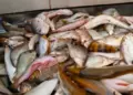 Naturatins informa que comerciantes de peixe têm até hoje, 31, para declarar seus estoques