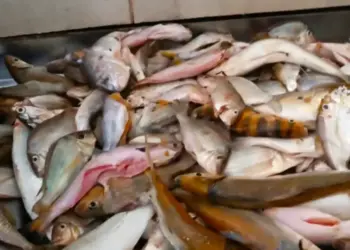 Naturatins informa que comerciantes de peixe têm até hoje, 31, para declarar seus estoques