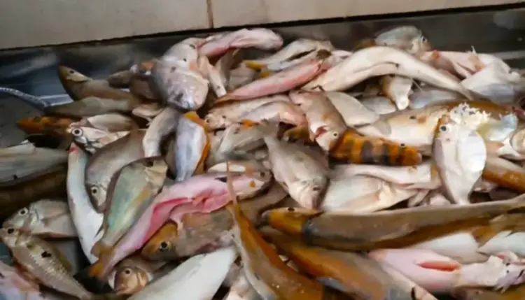 Naturatins informa que comerciantes de peixe têm até hoje, 31, para declarar seus estoques