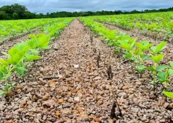 Preparativos para a Safra 24/25 trazem boas expectativas para cooperados da Frísia no Tocantins