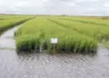 Com o 4º maior valor de produção de arroz do país, Lagoa da Confusão ocupa a 94ª posição entre os municípios mais ricos do agronegócio
