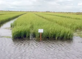 Com o 4º maior valor de produção de arroz do país, Lagoa da Confusão ocupa a 94ª posição entre os municípios mais ricos do agronegócio