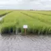 Com o 4º maior valor de produção de arroz do país, Lagoa da Confusão ocupa a 94ª posição entre os municípios mais ricos do agronegócio