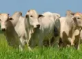 Boi gordo chega ao fim de setembro com preços firmes e boas perspectivas