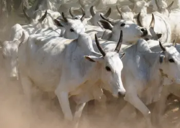 Mercado do boi continua superaquecido; veja as cotações