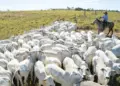 Políticas públicas do Tocantins impulsionam crescimento da pecuária que alcança 11,2 milhões de cabeças de gado em 2024