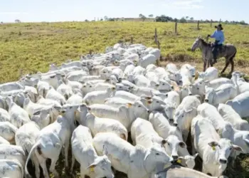 Políticas públicas do Tocantins impulsionam crescimento da pecuária que alcança 11,2 milhões de cabeças de gado em 2024