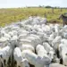 Políticas públicas do Tocantins impulsionam crescimento da pecuária que alcança 11,2 milhões de cabeças de gado em 2024