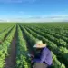 Tocantins e Goiás se destacam em competitividade no agronegócio, Sul lidera em infraestrutura