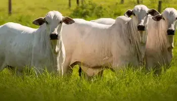 Scot Consultoria: Mercado do boi gordo com cotação subindo