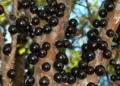 Chá de casca de jabuticaba: para que serve? Veja receita simples e benefícios