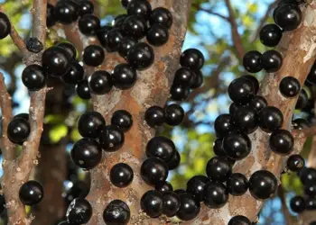 Chá de casca de jabuticaba: para que serve? Veja receita simples e benefícios