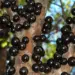 Chá de casca de jabuticaba: para que serve? Veja receita simples e benefícios