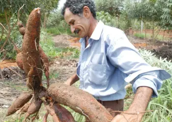 Lançamento do Projeto Pão da Terra beneficiará 8 municípios do Bico do Papagaio nesta terça-feira, 29