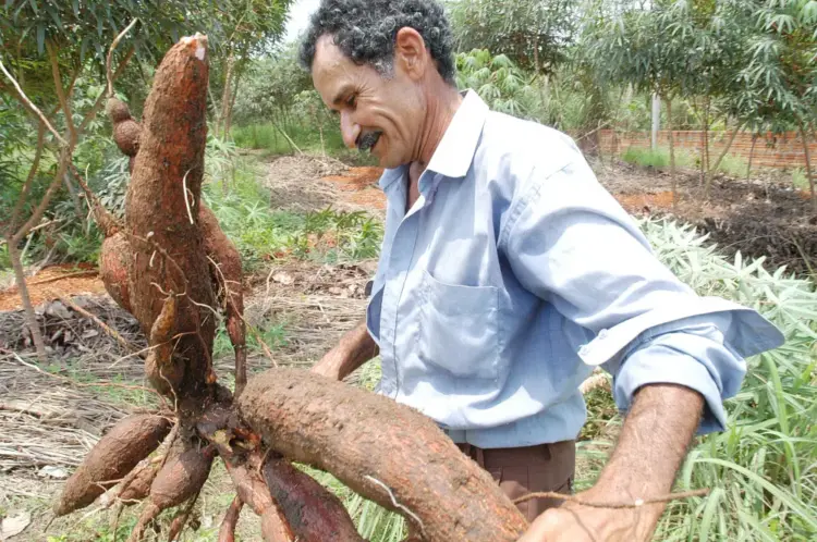 Lançamento do Projeto Pão da Terra beneficiará 8 municípios do Bico do Papagaio nesta terça-feira, 29