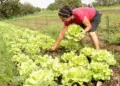 Dia Internacional da Mulher Rural: protagonismo feminino avança no agronegócio brasileiro