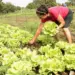 Dia Internacional da Mulher Rural: protagonismo feminino avança no agronegócio brasileiro
