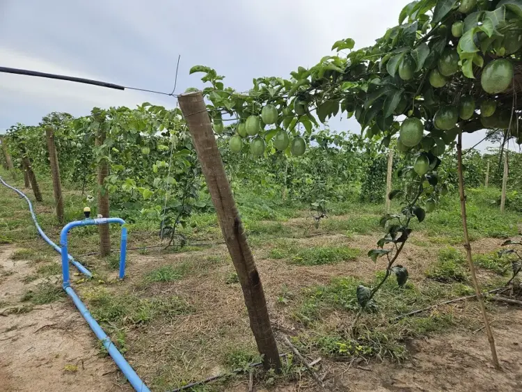 Fruticultura Irrigada é um importante vetor de desenvolvimento regional e inclusão socioprodutiva