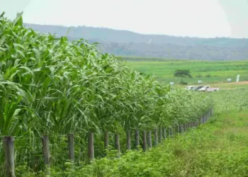 Propriedades rurais nos municipios de Silvanópolis e Darcinópolis no Tocantins recebem implantação de sistema que permite transformar pastos degradados em produtivos