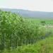 Propriedades rurais nos municipios de Silvanópolis e Darcinópolis no Tocantins recebem implantação de sistema que permite transformar pastos degradados em produtivos