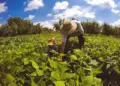 População rural acelera queda e perde 4,3 milhões de pessoas no Brasil