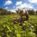 População rural acelera queda e perde 4,3 milhões de pessoas no Brasil