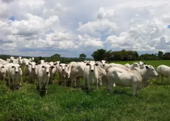 Escalas de abate evoluem, mas preços do boi gordo não reduzem